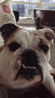 looks stupid english bulldog GIF