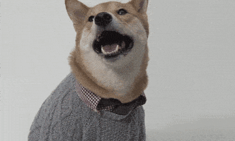 fashion dress up GIF by Menswear Dog