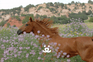 Save Them All Best Friends GIF by Best Friends Animal Society