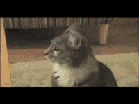Shocked Cat GIF