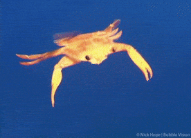 Water Swimming GIF Water Swimming GIF