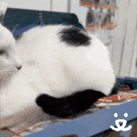 Christmas Cats GIF by Best Friends Animal Society