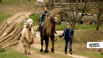 Tiere Bis Unters Dach Riding GIF by SWR Kindernetz