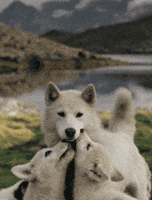 Wolf Funny Animal GIF