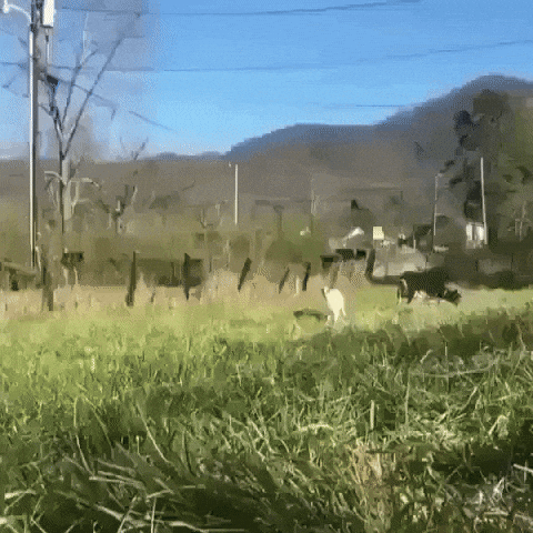 Baby Animals Flirt GIF by Justin