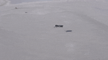 Airbourne GIF by Airspeeder