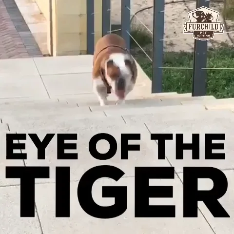 Eye Of The Tiger Workout GIF