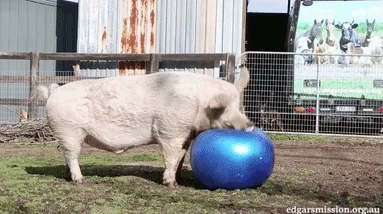 Workout Working Out GIF