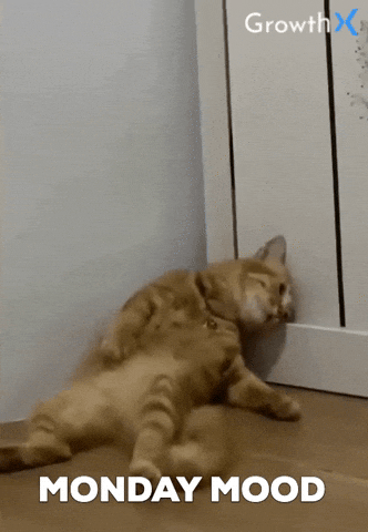 gif-Monday Morning Cat GIF by GrowthX