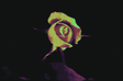 GIF