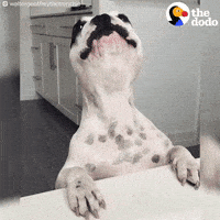 french bulldog dog GIF by The Dodo