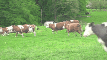 Joy Cow GIF Joy Cow GIF
