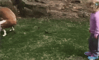 Encouragement Dog Poop GIF Encouragement Dog Poop GIF