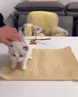 Cute Cat GIF