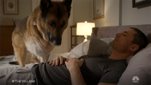 mans best friend television GIF by The Village
