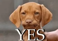 Video gif. A still image of a brown dog is manipulated in an uncanny-valley sort of way to look like it's nodding. Text, 