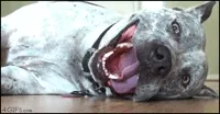 Panting Pit Bull GIF