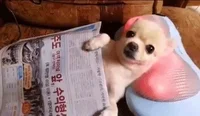 Relax GIF