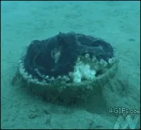 Sea Octopus GIF