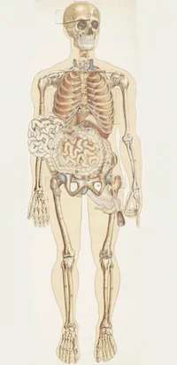 Human Body Health GIF