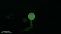 Fungi Glowing GIF by BBC Earth
