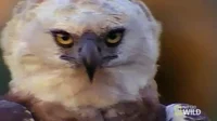 Sassy National Geographic GIF by Nat Geo Wild