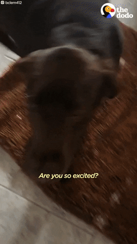 Dogs GIF by The Dodo
