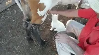 Milk GIF