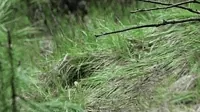 Black Wolf Pup GIF