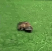 Platypus GIF