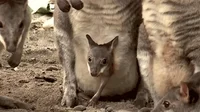 Kangaroo GIF
