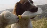Dog Not Mine Btw GIF