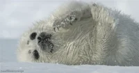 David Attenborough Seal GIF