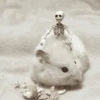 Hamster GIF