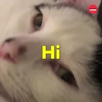Cat GIF by BuzzFeed