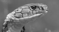 Black And White Snake GIF