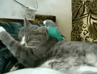 Wake Up Cat GIF
