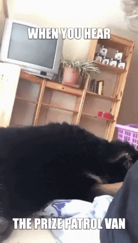 PCHOfficial  GIF