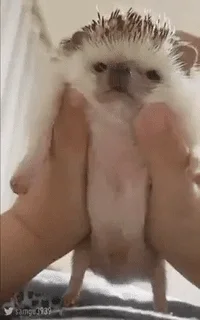 Hedgehog Jiggle GIF