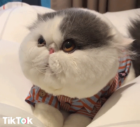 Cat Hello GIF by TikTok Italia