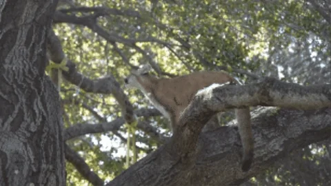 Mountain Lion Jump GIF by Oakland Zoo