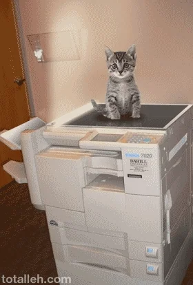 cat copy GIF