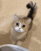 Cats Aww GIF by Yêu Lu