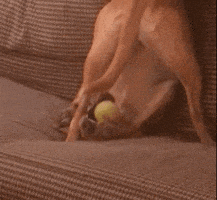 Dog Lol GIF by The BarkPost