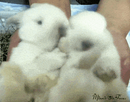 Bunny Cute Animals GIF