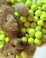 Bed Cute Animals GIF