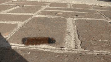 dog caterpillar GIF by America's Funniest Home Videos