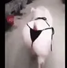 sexy pig GIF via giphy.com