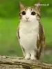 Cat Meow GIF via giphy.com
