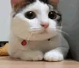 No Way Cat GIF via thegiflibrary.tumblr.com